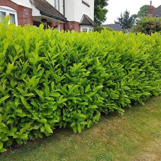 Privacy Hedge Plants